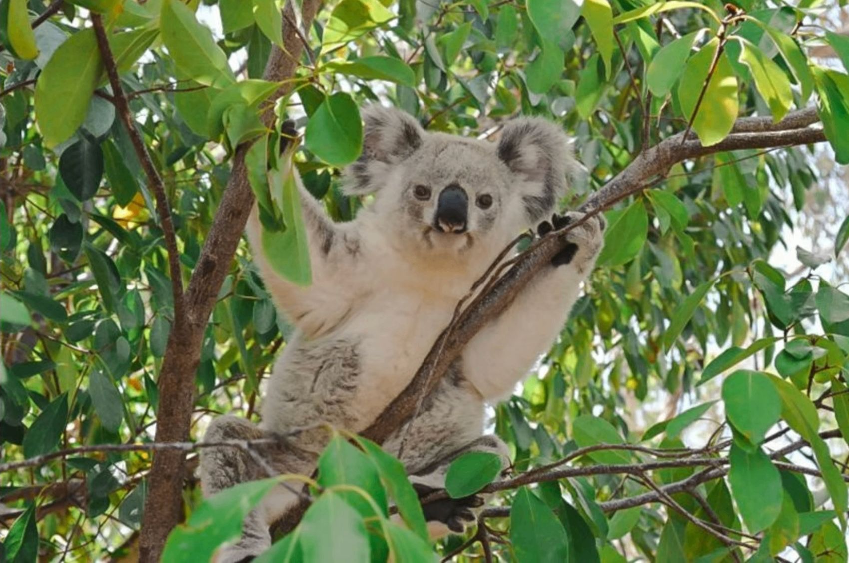 Koala in the trees on Magnetic Island