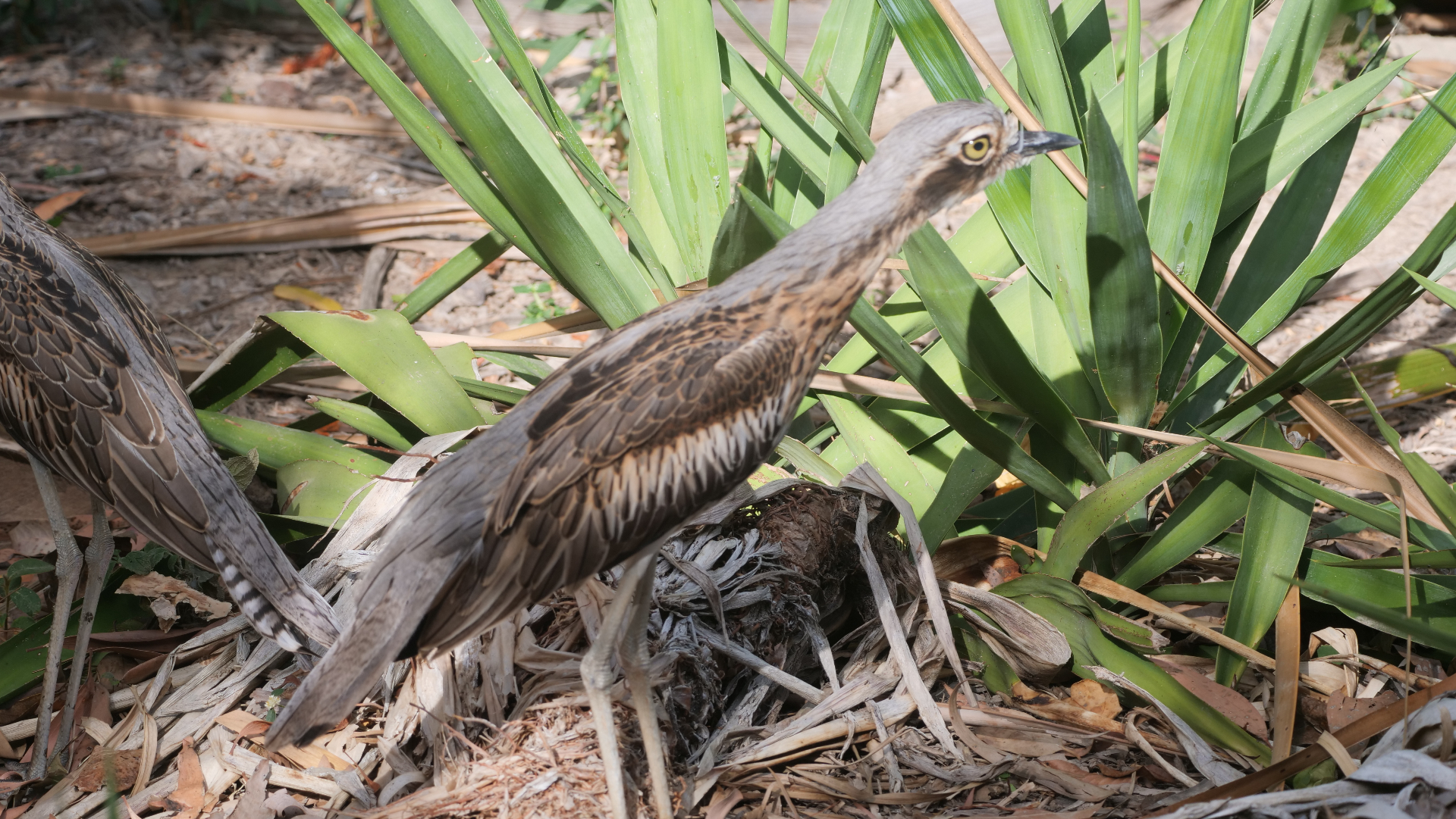Bush stone-curlew in the gardens at Magnetic Glamping, Magnetic Island
