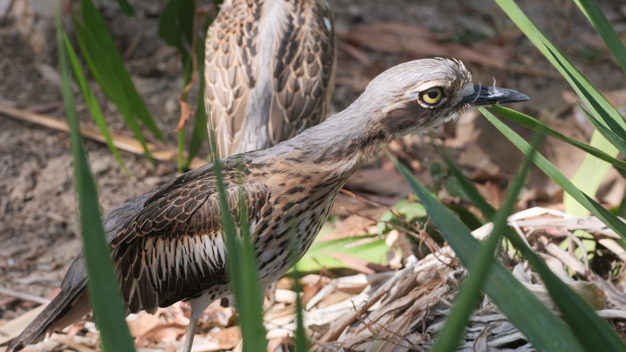 A bush stone-curlew resting in the grass in the Magnetic Glamping gardens
