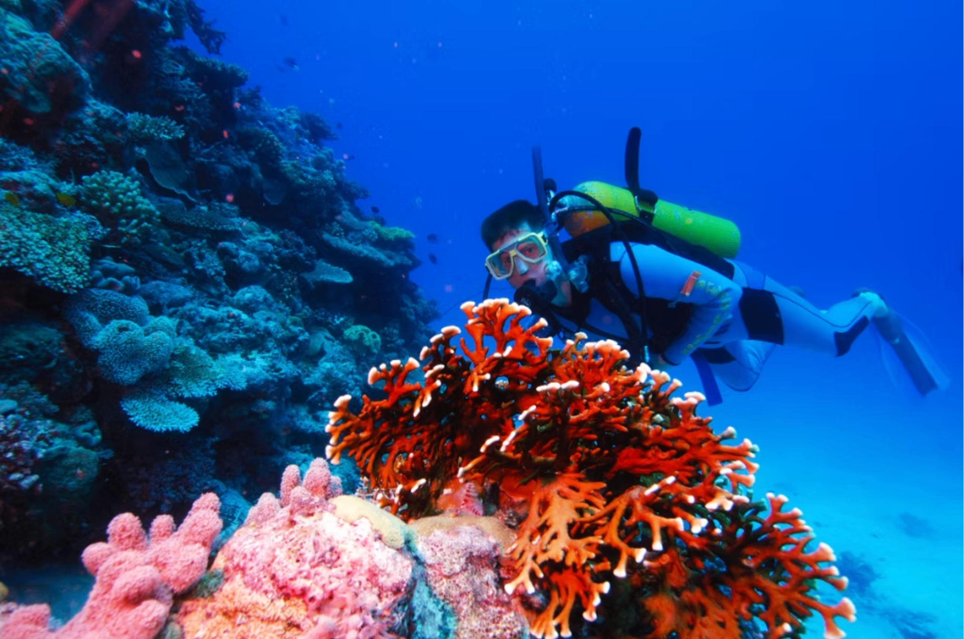 Snorkelling on Magnetic Island reef