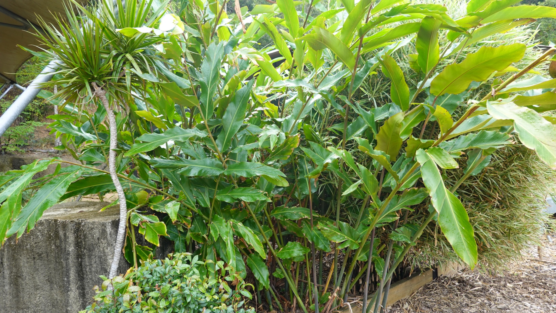 Native tropical plantings in the resort gardens at Magnetic Glamping, Magnetic Island
