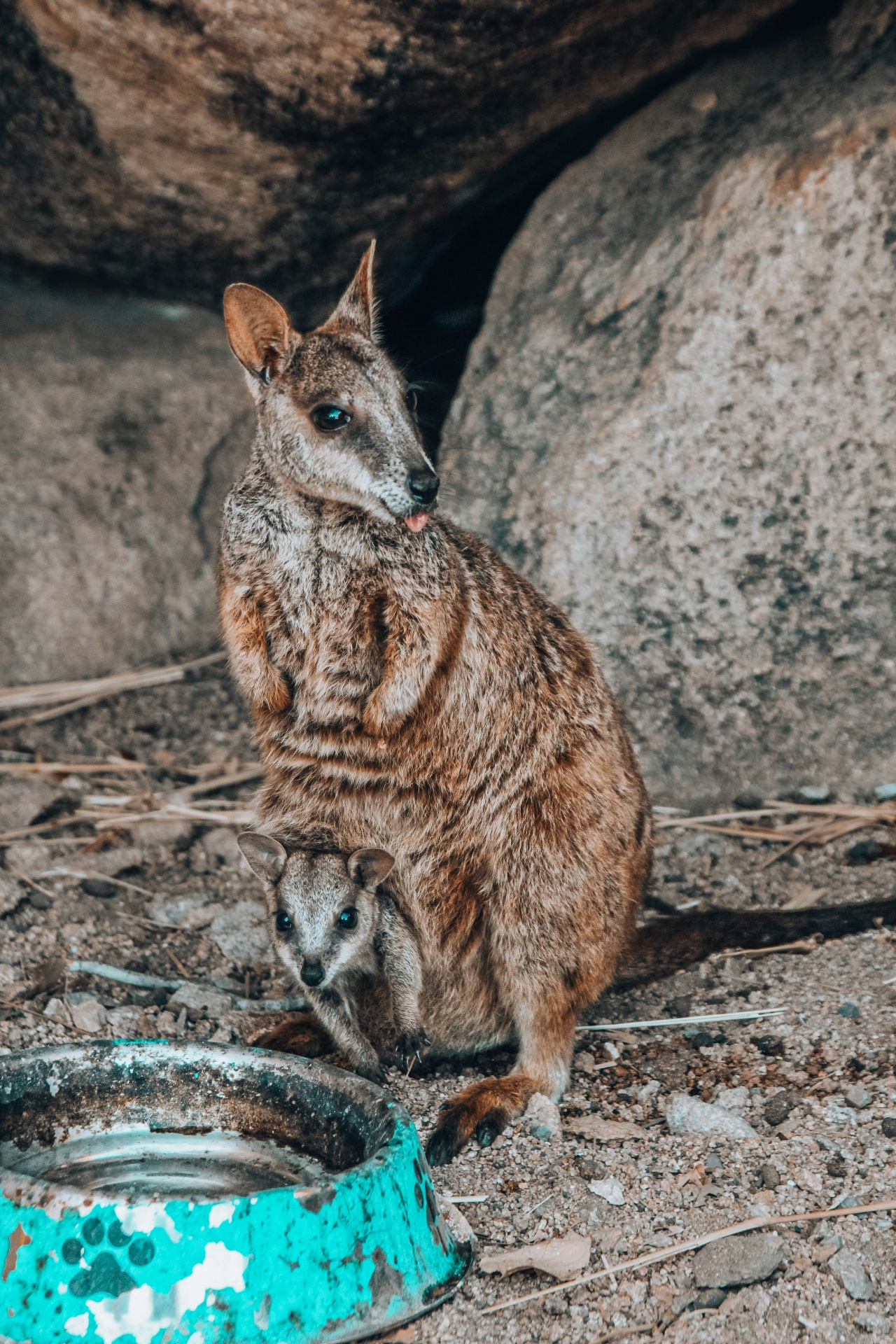 Eco-Friendly Ways to Explore Magnetic Island in Summer
