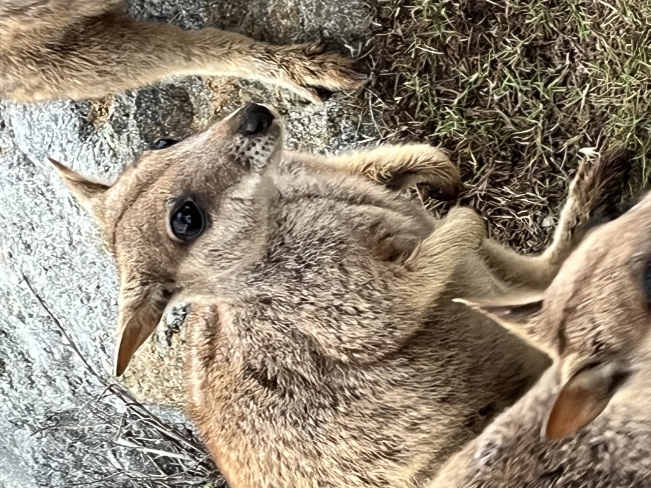 A young allied rock wallaby up close on the granite boulders of Magnetic Island