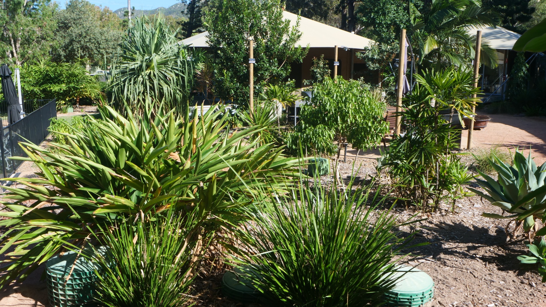 Lush tropical resort gardens and pathways at Magnetic Glamping, Nelly Bay